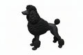 BLACK FRENCH POODLE