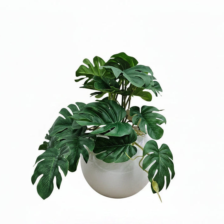 Baby Monstera Pot Plant